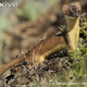 Illustration for article titled Monday Mustelid - Mustela frenata Edition
